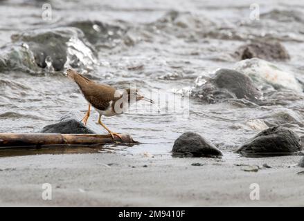 Pêche au piper de sable tacheté (Actitis macularius) dans l'océan Pacifique, péninsule d'Osa, Costa Rica Banque D'Images