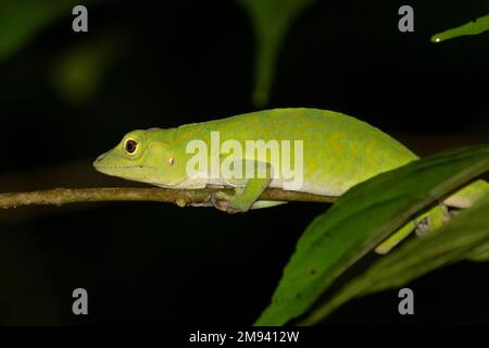 L'anole verte néotropicale (Anolis biporcatus), originaire du Costa Rica Banque D'Images