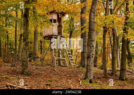 Siège haut de Hunter caché dans un paysage de forêt automnale tranquille, Weser Uplands, Allemagne Banque D'Images