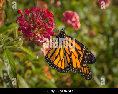 Claoe d'un papillon monareque orange et noir ( Danaus plexippus) sur une fleur valériane rouge Banque D'Images