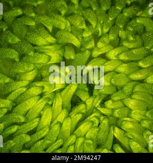 Gros plan d'une pâquerette ou d'une maman de Florist verte ( Chrysanthemum) également connue sous le nom de maman de jardin de Hardy Banque D'Images