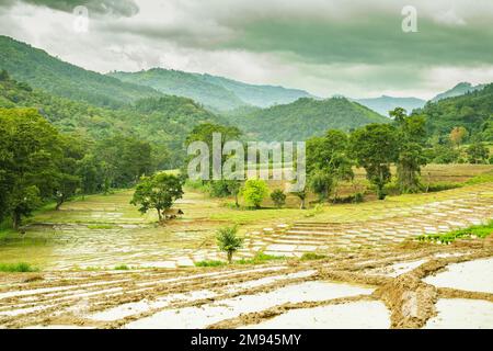 magnifique rizières en golumale, au walapane, au sri lanka Banque D'Images