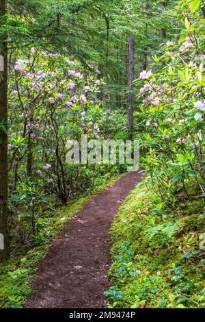 Un sentier de terre dans la forêt mène à travers de magnifiques bosquets de Rhododendron du Pacifique en fleur avec des fleurs roses et blanches, dans la forêt nationale olympique. Banque D'Images