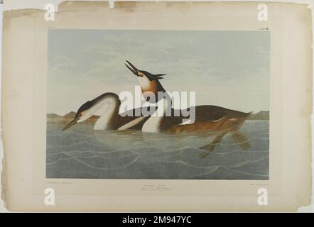 Crested Grebe John James Audubon (américain, né en Haïti, 1785-1851). , 1861. Chromolithographe, 27 x 39 1/4 po. (68,6 x 99,7 cm). Art américain 1861 Banque D'Images