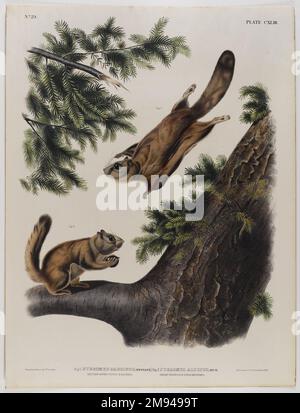 Severn River Flying Squirrel-Rocky Mountain Flying Squirrel John James Audubon (américain, né en Haïti, 1785-1851). Lithographie, 27 x 21 po. (68,6 x 53,3 cm). Art américain Banque D'Images