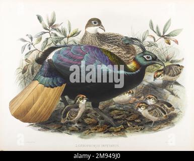 Lophophorus Impeyanus John Gould (anglais, 1804-1881). Lithographie sur papier vélin, feuille : 23 3/8 x 18 7/16 po. (59,4 x 46,8 cm). Art européen Banque D'Images