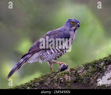 Hunter et proie le Crested Goshawk Banque D'Images