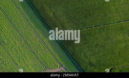 Motifs colorés dans les champs de culture sur les terres agricoles, vue aérienne, photo de drone. Formes géométriques abstraites de parcelles agricoles de différentes cultures de couleurs vertes. Prise de vue aérienne à partir d'un drone. . Photo de haute qualité Banque D'Images