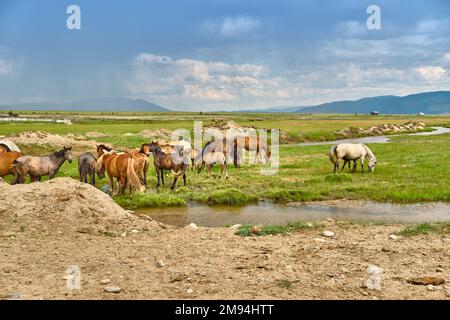 Les chevaux se font paître dans la steppe de Buryat dans le district de Barguzinsky de la République de Buryatia près du lac Baikal Banque D'Images