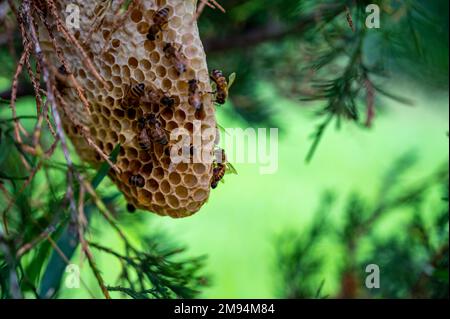 Ruche d'abeille en cours de construction sur une branche d'arbre dans la nature. Banque D'Images