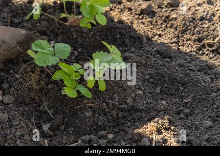 Plantation de jeunes plants de baies dans le sol au printemps. Germe vert croissant dans la lumière du matin. concept d'écologie. Les graines germent Banque D'Images