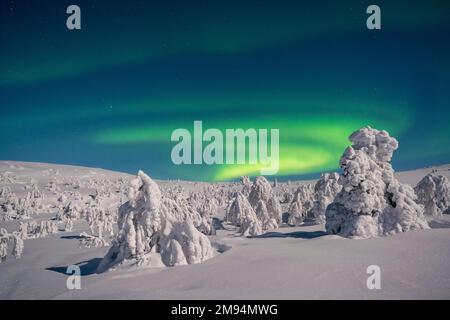 Aurores boréales au parc national de Pallas-Yllästunturi, Muonio, Laponie, Finlande Banque D'Images