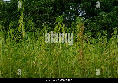 Fragon Faux Houx Ruscus Aculeatus Plantes Fraiches Sauvages