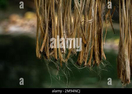 Le jute trempé est séché au soleil. Gros plan sur l'image du jute. Le jute est un type de plante de fibre de bast, dont il y a des centaines d'espèces. Jute est Banque D'Images