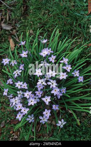 FLEURS D'IPHEION UNIFLORUM (LES NOMS COMMUNS INCLUENT LES FLEURS ÉTOILÉES, LES FLEURS D'ÉTOILES PRINTANIÈRES, LES FLEURS D'ÉTOILES IPHEION OU ALLIACEAE). Banque D'Images