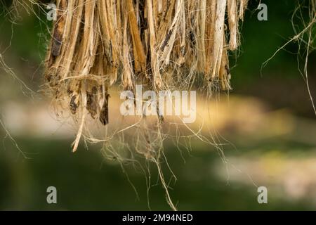 Le jute trempé est séché au soleil. Gros plan sur l'image du jute. Le jute est la principale récolte de liquidités au Bangladesh. Banque D'Images