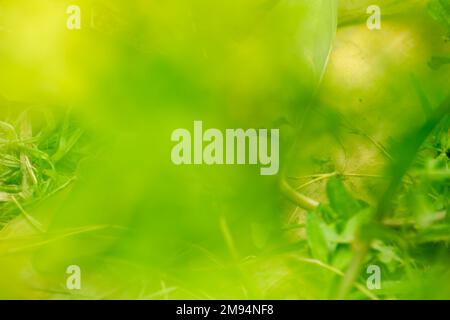 Herbe verte dans les champs agricoles du Bangladesh. Utilisez la photo du jardin de bambou pour l'arrière-plan. Banque D'Images