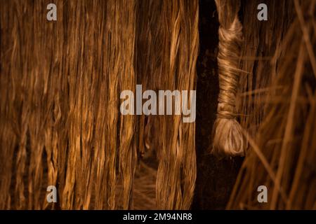 Le jute trempé est séché au soleil. Gros plan sur l'image du jute. Le jute est un type de plante de fibre de Bast. Le jute est la principale récolte de liquidités au Bangladesh. Banque D'Images