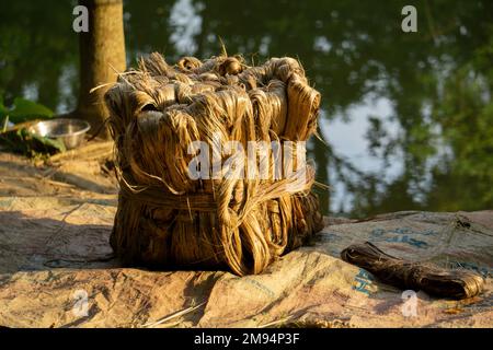 Le jute trempé est séché au soleil. Gros plan sur l'image du jute. Le jute est un type de plante de fibre de Bast. Le jute est la principale récolte de liquidités au Bangladesh. Banque D'Images