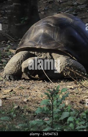 vue rapprochée d'une tortue géante aldabra endémique et menacée (aldabrachelys gigantea) dans la nature Banque D'Images