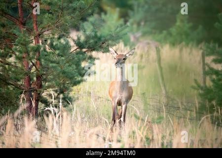 Cerf rouge (Cervus elaphus), vache debout dans le défrichage forestier, Lusatia, Allemagne Banque D'Images