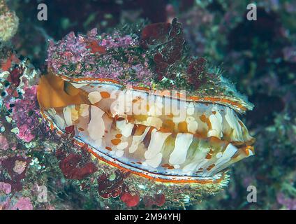 L'huître épineuse à bouche orange ouvre sa bouche pour la chasse. La nature est le plus grand artiste Banque D'Images