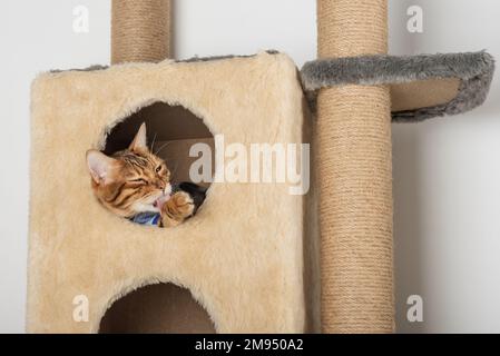 Un joli chat bengale en vêtements repose dans une maison de chat. Banque D'Images