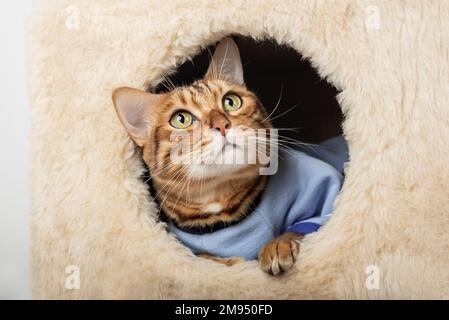 Un joli chat bengale en vêtements repose dans une maison de chat. Banque D'Images