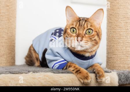 Un chat Bengale adulte en vêtements repose sur un grattoir. Banque D'Images