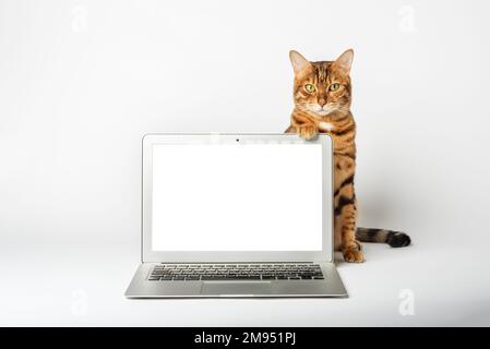 Gros plan d'un chat et d'un ordinateur portable sur fond blanc. Copier l'espace. Banque D'Images