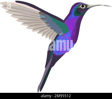 Oiseau colibri volant, petit portrait d'animal aviaire Illustration de Vecteur