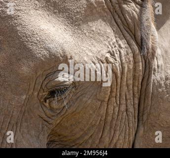 Gros plan de la tête de l'éléphant d'Afrique du Bush (Loxodonta africana), parc national d'Amboseli. Kenya Banque D'Images