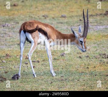 Gazelle de Thomson (Eudorcas thomsonii), Masai Mara, Kenya, Afrique Banque D'Images