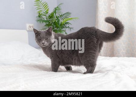 La chartreuse de chat gris joue avec la main d'un homme qui se lance sous la couverture. Jeux avec animaux au lit. Un chat gris domestique interfère avec le sommeil. UNP Banque D'Images