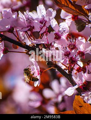 Un cliché vertical d'une abeille collectant le nectar de fleurs d'amande rose Banque D'Images