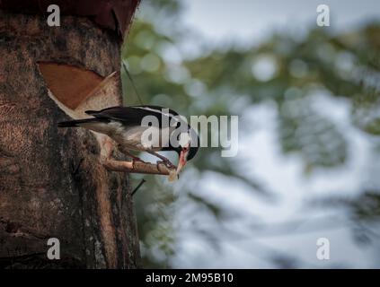 Myna à pied indien buvant du jus de palmier de dattier.cette photo a été prise du Bangladesh. Banque D'Images