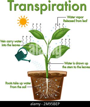 Schéma illustrant la transpiration végétale Illustration de Vecteur