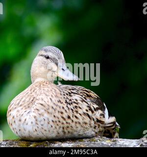 Le canard colvert femelle cheeky était assis sur un mur Banque D'Images