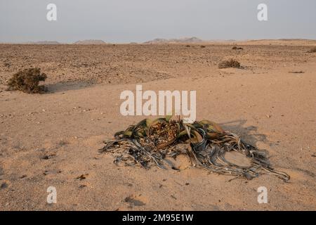 Plante fossile vivante, Welwitschia mirabilis, Welwitschiaceae, désert du Namib, Namibie, Afrique Banque D'Images