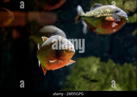 Piranha rouge ou coicoa (Pygocentrus nattereri) poissons nageant en eau douce entre autres spécimens de son espèce. Banque D'Images