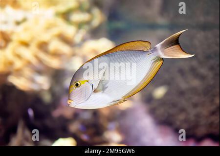 Poissons de mer allongés (Acanthurus mata), poissons marins tropicaux nageant près de la végétation marine dans un aquarium Banque D'Images