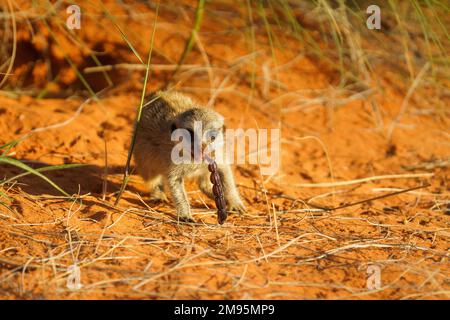 Bébé Meerkat (Suricata suricata) mangeant un scorpion. La queue du scorpion est sortie de la bouche. Kalahari, Afrique du Sud Banque D'Images