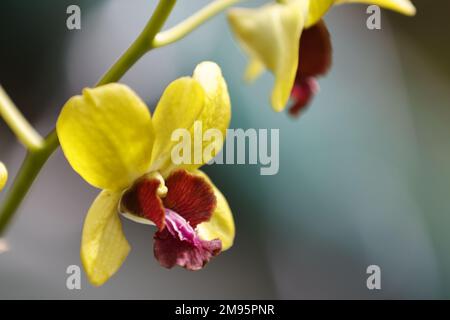 Un gros plan d'une orchidée jaune et rouge (Dendrobium Burana) sur fond flou Banque D'Images