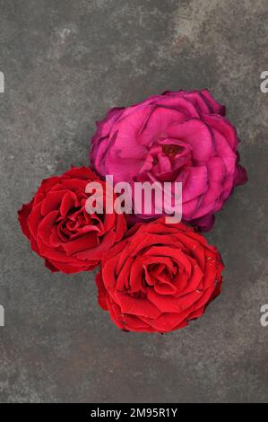 Deux fleurs rouges profondes et une fleur rose foncé de Roses couchées face vers le haut sur métal terni Banque D'Images