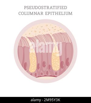 Épithélium columnaire cilié pseudostratifié Banque D'Images