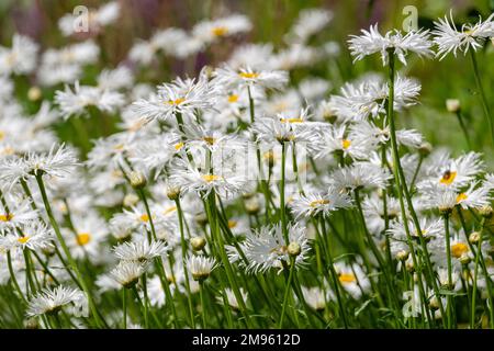 Leucanthemum × superbum 'Phyllis Smith', Shasta Daisy 'Phyllis Smith', Chrysanthemum maximum 'Phyllis Smith', shaggy, deux têtes de fleurs blanches en somme Banque D'Images