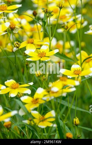 Limnanthes douglasii, plante d'oeuf poché, milieu de la fleur ressemble au jaune d'un oeuf avec le blanc de l'oeuf autour de l'extérieur. Banque D'Images