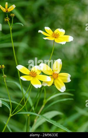 Limnanthes douglasii, plante d'oeuf poché, milieu de la fleur ressemble au jaune d'un oeuf avec le blanc de l'oeuf autour de l'extérieur. Banque D'Images