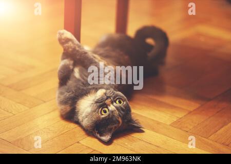 Drôle de chat joueur se trouve sur son dos sur un parquet Banque D'Images