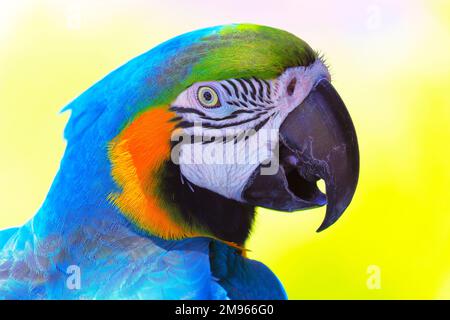 Perroquet bleu et jaune macaw oiseau tropical sur la nature, terres humides du Pantanal, Brésil Banque D'Images